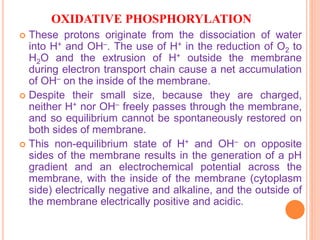 OXIDATIVE PHOSPHORYLATION
 These protons originate from the dissociation of water
into H+ and OH–. The use of H+ in the reduction of O2 to
H2O and the extrusion of H+ outside the membrane
during electron transport chain cause a net accumulation
of OH– on the inside of the membrane.
 Despite their small size, because they are charged,
neither H+ nor OH– freely passes through the membrane,
and so equilibrium cannot be spontaneously restored on
both sides of membrane.
 This non-equilibrium state of H+ and OH– on opposite
sides of the membrane results in the generation of a pH
gradient and an electrochemical potential across the
membrane, with the inside of the membrane (cytoplasm
side) electrically negative and alkaline, and the outside of
the membrane electrically positive and acidic.
 