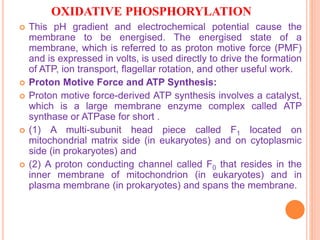 OXIDATIVE PHOSPHORYLATION
 This pH gradient and electrochemical potential cause the
membrane to be energised. The energised state of a
membrane, which is referred to as proton motive force (PMF)
and is expressed in volts, is used directly to drive the formation
of ATP, ion transport, flagellar rotation, and other useful work.
 Proton Motive Force and ATP Synthesis:
 Proton motive force-derived ATP synthesis involves a catalyst,
which is a large membrane enzyme complex called ATP
synthase or ATPase for short .
 (1) A multi-subunit head piece called F1 located on
mitochondrial matrix side (in eukaryotes) and on cytoplasmic
side (in prokaryotes) and
 (2) A proton conducting channel called F0 that resides in the
inner membrane of mitochondrion (in eukaryotes) and in
plasma membrane (in prokaryotes) and spans the membrane.
 