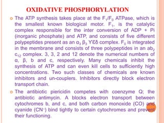 OXIDATIVE PHOSPHORYLATION
 The ATP synthesis takes place at the F1/F0 ATPase, which is
the smallest known biological motor. F1, is the catalytic
complex responsible for the inter conversion of ADP + Pi
(inorganic phosphate) and ATP, and consists of five different
polypeptides present as an α3 β3 ϒƐδ complex. F0 is integrated
in the membrane and consists of three polypeptides in an ab2
c12 complex. 3, 3, 2 and 12 denote the numerical numbers of
α, β, b and c, respectively. Many chemicals inhibit the
synthesis of ATP and can even kill cells to sufficiently high
concentrations. Two such classes of chemicals are known
inhibitors and un-couplers. Inhibitors directly block electron
transport chain.
 The antibiotic piericidin competes with coenzyme Q; the
antibiotic antimycin. A blocks electron transport between
cytochromes b, and c, and both carbon monoxide (CO) and
cyanide (CN–) bind tightly to certain cytochromes and prevent
their functioning.
 