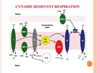 CYNAIDE RESISTANT RESPIRATION
 