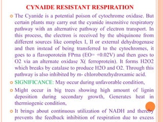 CYNAIDE RESISTANT RESPIRATION
 The Cyanide is a potential poison of cytochrome oxidase. But
certain plants may carry out the cyanide insensitive respiratory
pathway with an alternative pathway of electron transport. In
this process, the electron is received by the ubiquinone from
different sources like complex I, II or external dehydrogenase
and then instead of being transferred to the cytochromes, it
goes to a flavoporotein FPma (EO= +0.02V) and then goes to
O2 via an alternate oxidase X( ferroprotein). It forms H2O2
which breaks by catalase to produce H2O and O2. Through this
pathway is also inhibited by m- chlorobenzhydroxamic acid.
 SIGNIFICANCE: May occur during unfavorable condition,
 Might occur in big trees showing high amount of lignin
deposition during secondary growth, Generates heat in
thermiogenic condition,
 It brings about continuous utilization of NADH and thereby
prevents the feedback inhibition of respiration due to excess
 
