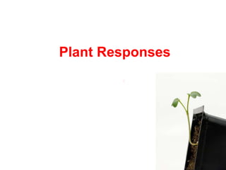 Plant Responses
 
