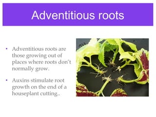 Plant responses | PPT