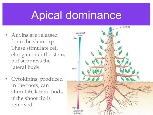 What Is The Phenomenon Of Apical Dominance In Plants, Biology? – SBYPZJ