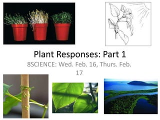 Plant Responses: Part 1 8SCIENCE: Wed. Feb. 16, Thurs. Feb. 17 