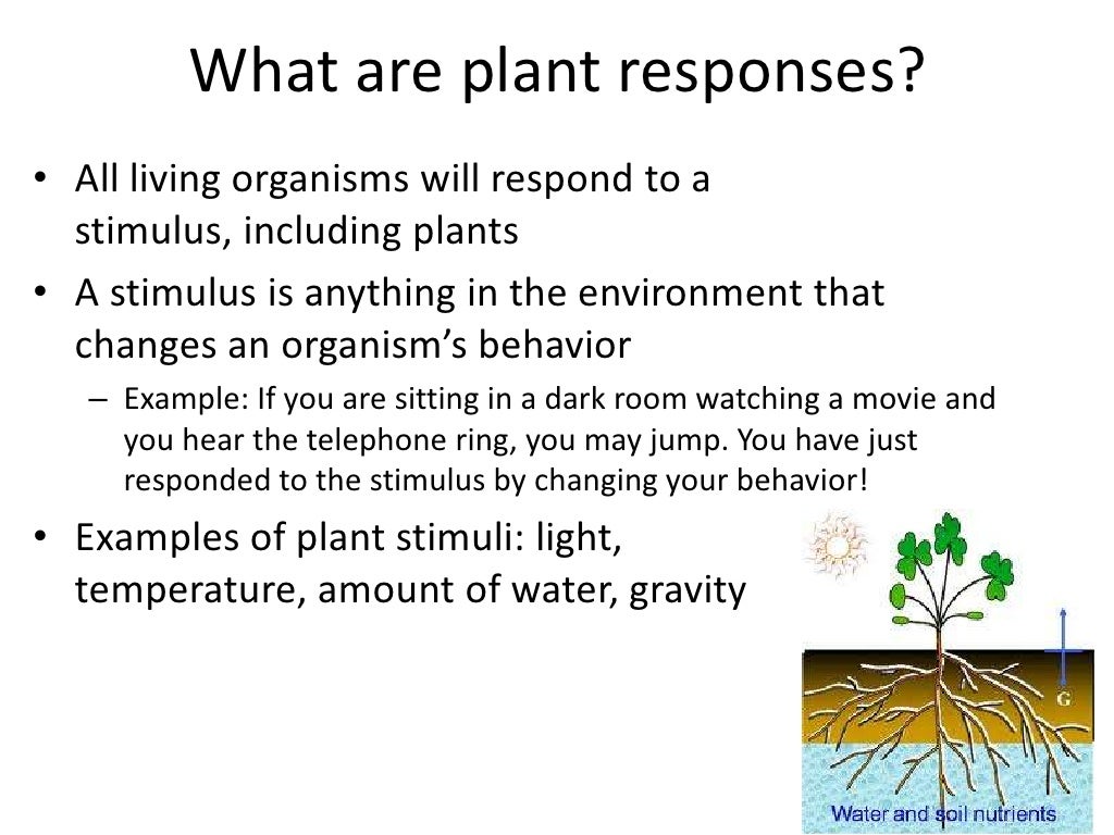Plant responses part1