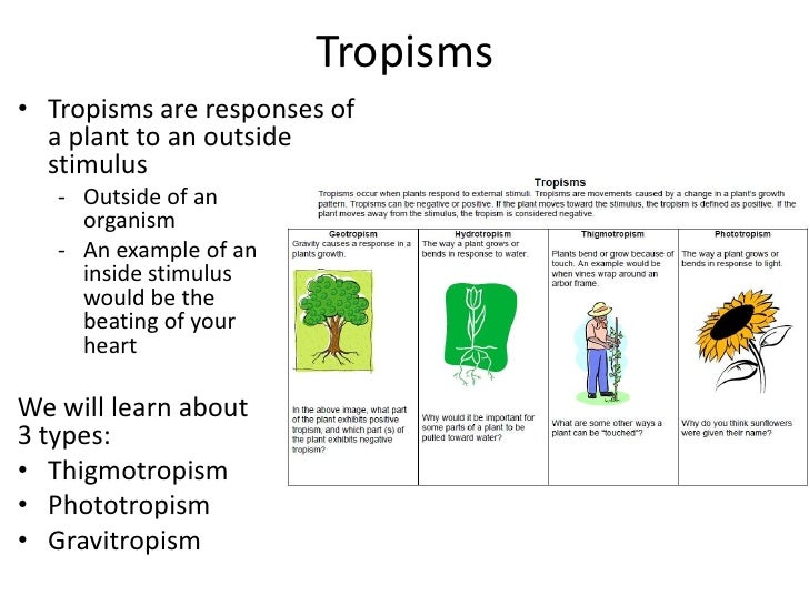 Plant responses part1
