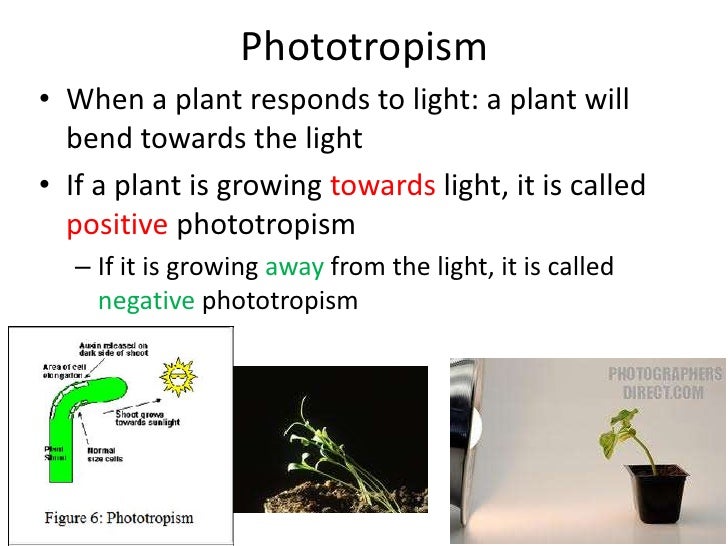 Plant responses part1
