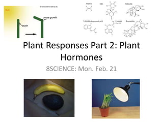 Plant Responses Part 2: Plant Hormones 8SCIENCE: Mon. Feb. 21 