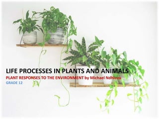 LIFE PROCESSES IN PLANTS AND ANIMALS
PLANT RESPONSES TO THE ENVIRONMENT by Michael Ndhlovu
GRADE 12
 