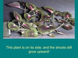 This plant is on its side, and the shoots still
                grow upward!
 