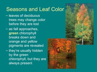 Seasons and Leaf Color
– leaves of deciduous
  trees may change color
  before they are lost
– as fall approaches,
  green chlorophyll
  breaks down and
  orange and yellow
  pigments are revealed
– they’re usually hidden
  by the green
  chlorophyll, but they are
  always present
 
