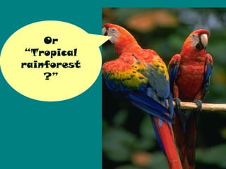 Or
 “Tropical
rainforest
    ?”
 