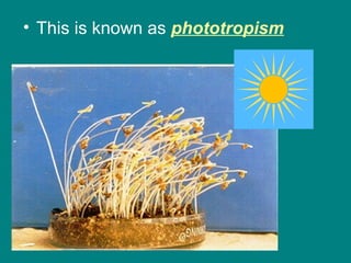 • This is known as phototropism
 