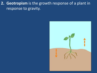 2. Geotropism is the growth response of a plant in
response to gravity.
 