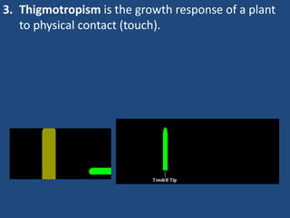 3. Thigmotropism is the growth response of a plant
to physical contact (touch).
 