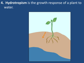 4. Hydrotropism is the growth response of a plant to
water.
 