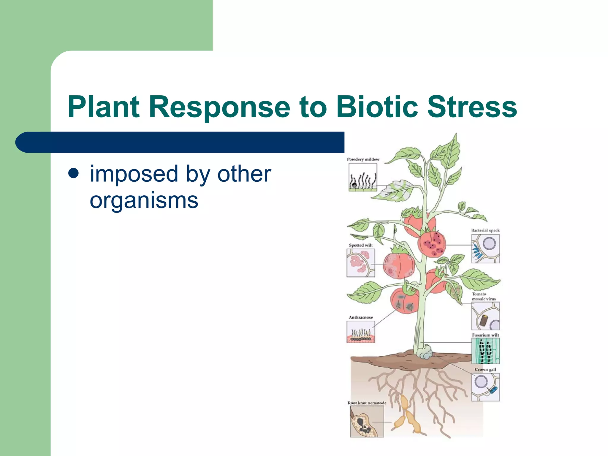 Plant response to stress | PPS