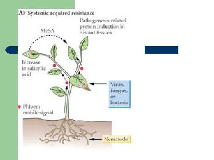 Plant response to stress