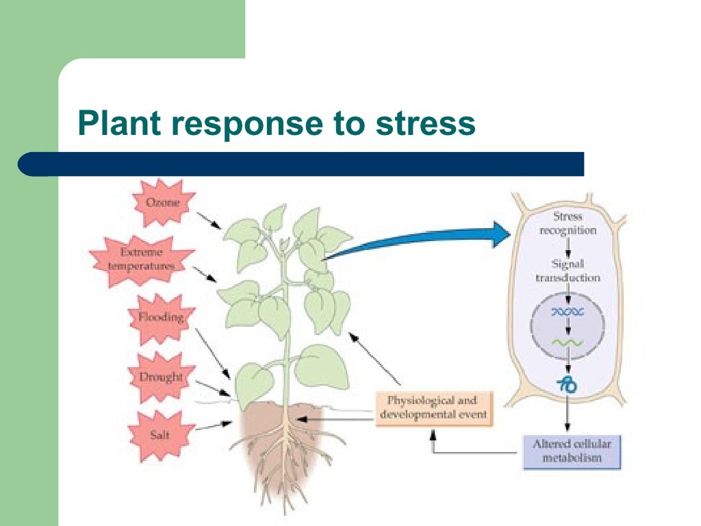 Plant response to stress