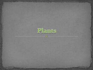 Plants  