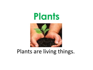 Plants Plants are living things.  
