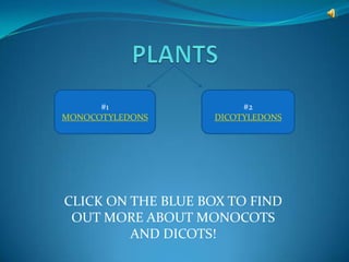 #1                 #2
MONOCOTYLEDONS      DICOTYLEDONS




CLICK ON THE BLUE BOX TO FIND
 OUT MORE ABOUT MONOCOTS
         AND DICOTS!
 
