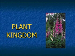 PLANT  KINGDOM   