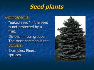 Seed plants Gymnosperms: “ naked seed”  the seed is not protected by a fruit. Divided in four groups. The most common is the  conifers  . Examples: Pines, spruces. 