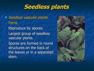 Seedless plants Seedless vascular plants Ferns Reproduce by spores. Largest group of seedless vascular plants. Spores are formed in round structures on the back of the leaves or in a separated stem. 