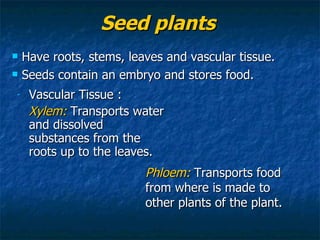 Seed plants Vascular Tissue : Xylem:  Transports water and dissolved substances from the roots up to the leaves. Have roots, stems, leaves and vascular tissue. Seeds contain an embryo and stores food. Phloem:  Transports food from where is made to other plants of the plant. 
