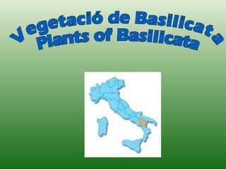 Vegetació de Basilicata Plants of Basilicata 
