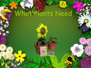 What Plants Need  