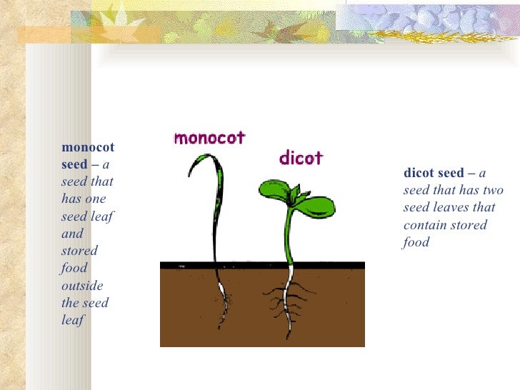 What Part Of The Plant Trap Sunlight Make Food What Part Of The Plant Trap Sunlight Make Food