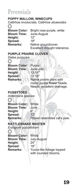 Perennials
POPPY MALLOW, WINECUPS
Callirhoe involucrata, Callirhoe alcaeoides

Bloom Color:    Bright rose-purple, white
Bloom Time:     June-August
Height:         12"
Spread:         18"
Remarks:        Native groundcover.
                Excellent drought tolerance.
PURPLE PRAIRIE CLOVER
Dalea purpurea

Bloom Color:    Purple
Bloom Time:     June-July
Height:         12-18"
Spread:         12-18"
Remarks:        Native prairie plant with
                round purple flower heads.
                Needs excellent drainage.
PUSSYTOES
Antennaria species

Bloom Color:    White
Bloom Time:     June
Height:         6"
Spread:         12"
Remarks:        Flower resembles cat's paw.
RATTLESNAKE MASTER
Eryngium yuccafolium

Bloom Color:    White
Bloom Time:     July-August
Height:         24"
Spread:         18"
Remarks:        Yucca-like foliage topped
                with rounded blooms.




                                         19
 