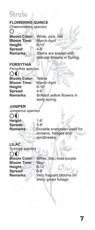 Shrubs
FLOWERING QUINCE
Chaenomeles species

Bloom Color:      White, pink, red
Bloom Time:       March-April
Height:           6-10'
Spread:           4-6'
Remarks:          Stems are loaded with
                  delicate blooms in Spring.
FORSYTHIA
Forsythia species

Bloom Color:      Yellow
Bloom Time:       March-April
Height:           8-10'
Spread:           4-6'
Remarks:          Brilliant yellow flowers in
                  early spring.
JUNIPER
Juniperus species

Height:           1-6'
Spread:           5-8'
Remarks:          Durable evergreen used for
                  screens, hedges and
                  windbreaks.
LILAC
Syringa species

Bloom Color:      White, lilac, rose-purple
Bloom Time:       May
Height:           6-12'
Spread:           6-8'
Remarks:          Very fragrant blooms on
                  shiny green foliage.




                                                7
 