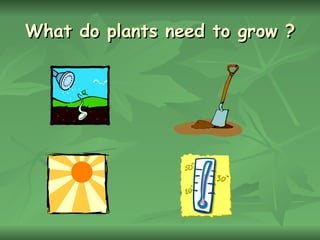 What do plants need to grow ?
