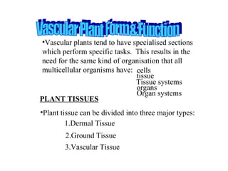 PLANT TISSUES ,[object Object],[object Object],Vascular Plant Form & Function cells tissue Tissue systems organs Organ systems 1.Dermal Tissue 2.Ground Tissue 3.Vascular Tissue 