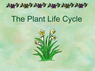 The Plant Life Cycle 