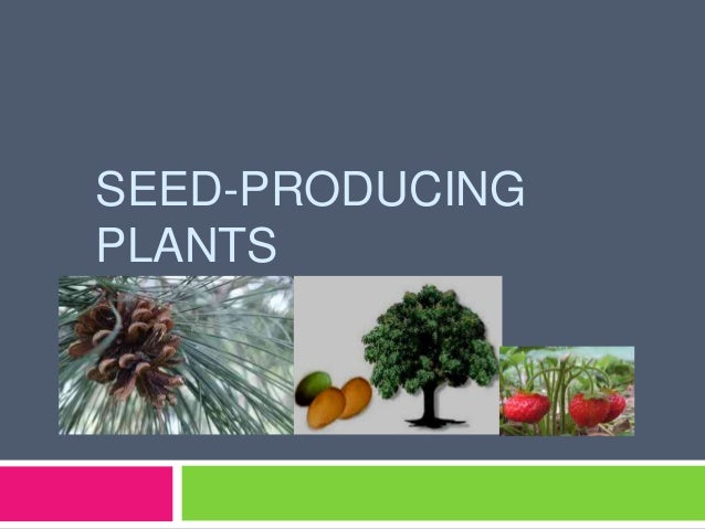Plants Plants