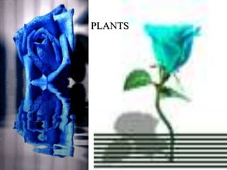 PLANTS

 
