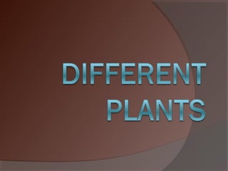 Plants