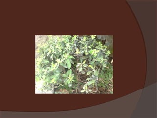 Plants