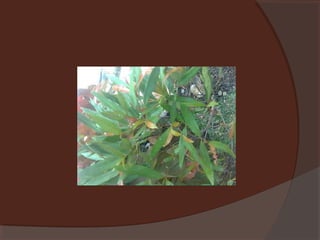 Plants