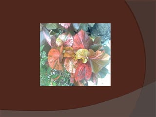 Plants