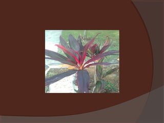 Plants