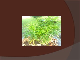 Plants
