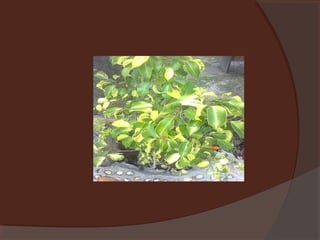 Plants