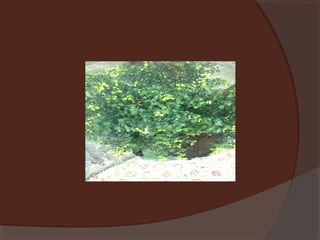 Plants