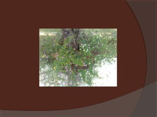 Plants